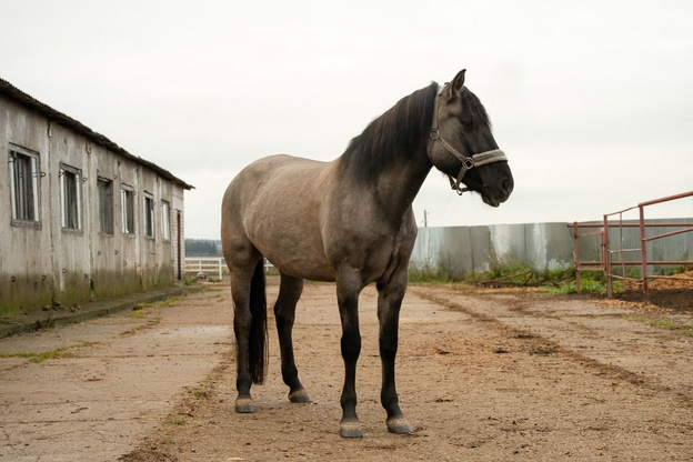 Никита Белых предложил сделать 2026-й Годом вятской лошади