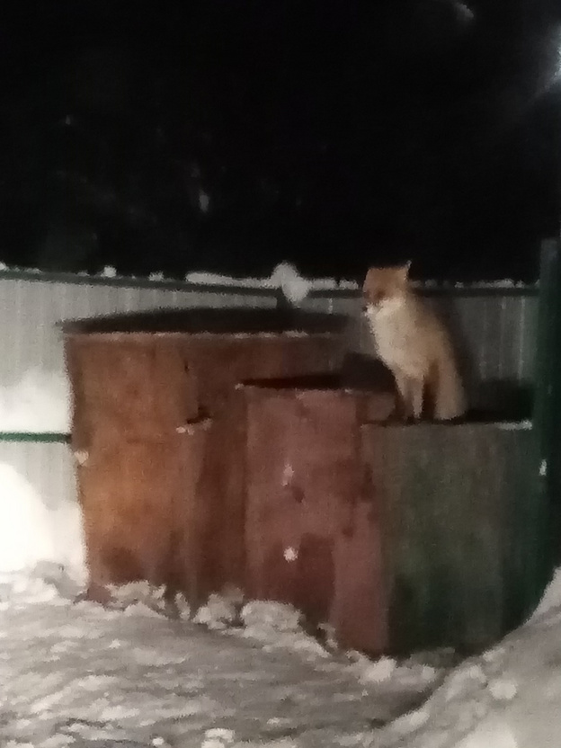В Фалёнках возле мусорки поселилась лисица