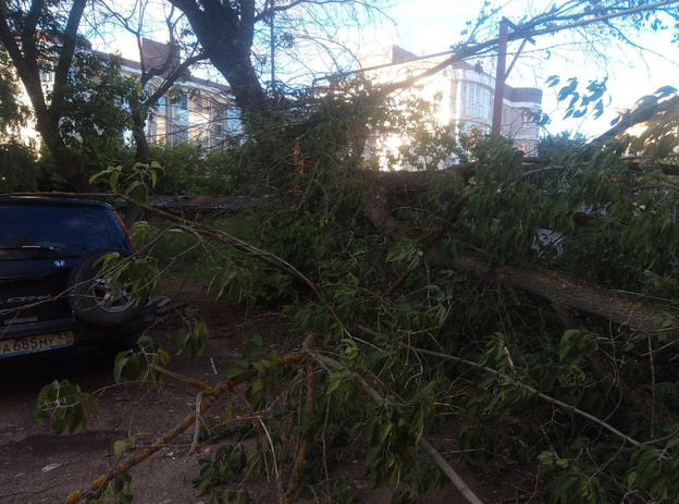 В Кирове около жилого дома упало дерево