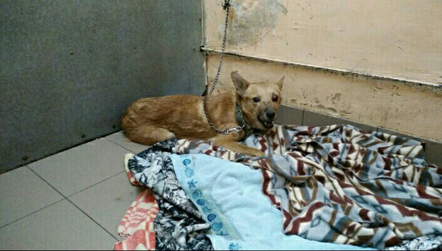 В Мурашах живодёр избил собаку и выбросил вместе со щенками в мусорный бак