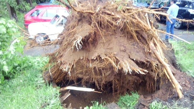 Во время грозы в Кирове дерево упало на мужчину, ветер сорвал крышу остановки. Фото и видео из соцсетей