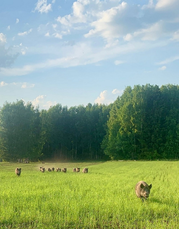 В Кировской области из леса на женщину выбежало стадо диких кабанов