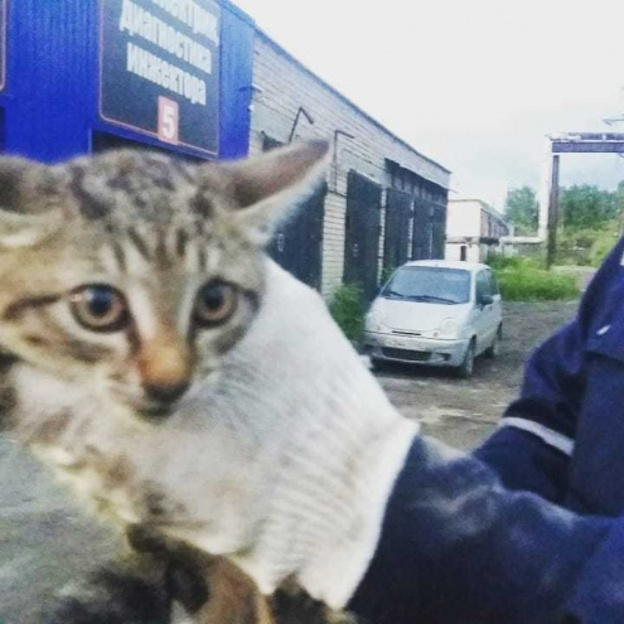 Сотрудники автосервиса в Кирове помогли спасти котёнка, который застрял в моторном отсеке машины