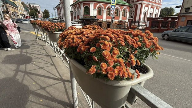 В Кирове заменили летние цветы на осенние хризантемы