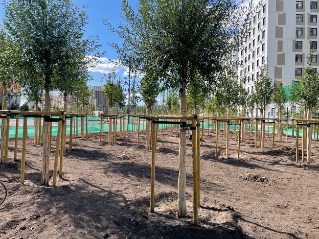 Специалисты Кирова и Астаны обменялись опытом озеленения городов