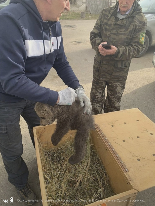 Ещё одного медвежонка спасли в Кировской области