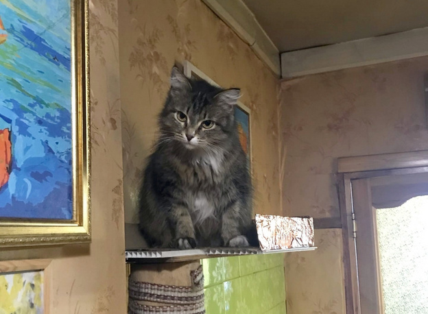 В Кировской области кошка спасла хозяев от гибели при пожаре