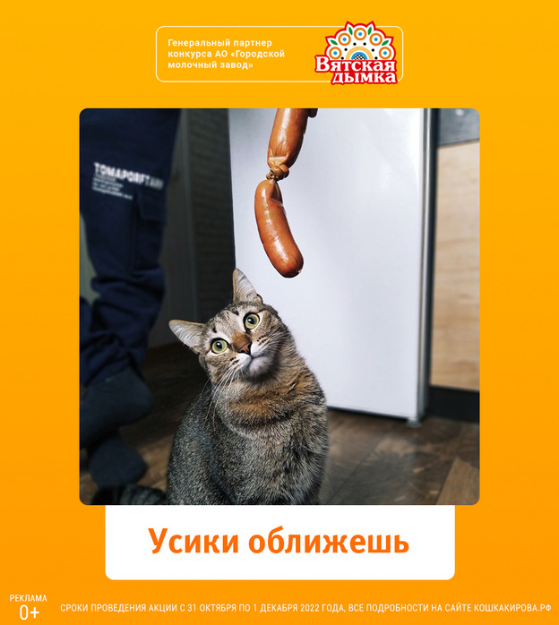 Они покорят ваши сердца: в проекте «Главная кошка Кирова» определили призёров недели