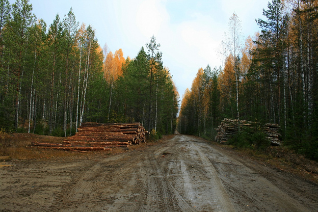 «Чёрные» лесорубы Шабалинского района вырубили лес более чем на 250 тысяч рублей