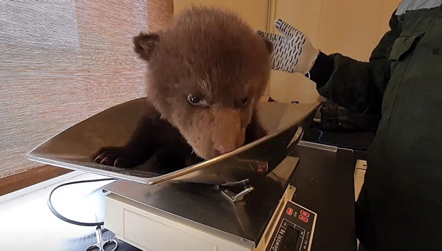 В Кировской области спасли трёх медвежат