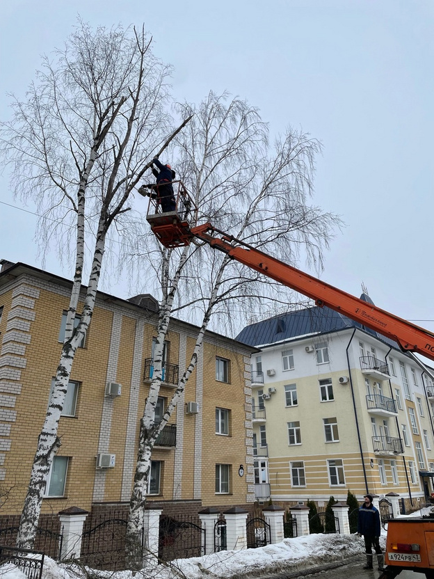 За неделю на кировских улицах стало меньше деревьев