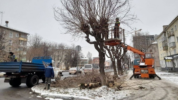 На улицах Кирова обрезали 2 тысячи деревьев