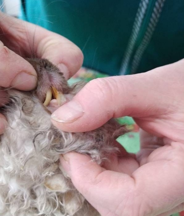 В пгт Богородское ветеринары помогли кролику, который не мог есть