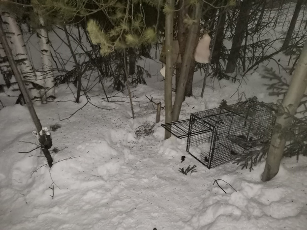 Рысенка, который три недели бродил по Кирову, отловили