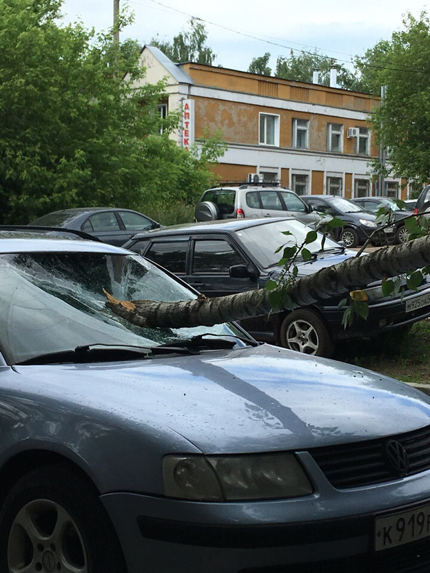 В Кирове упавшее дерево повредило припаркованные машины
