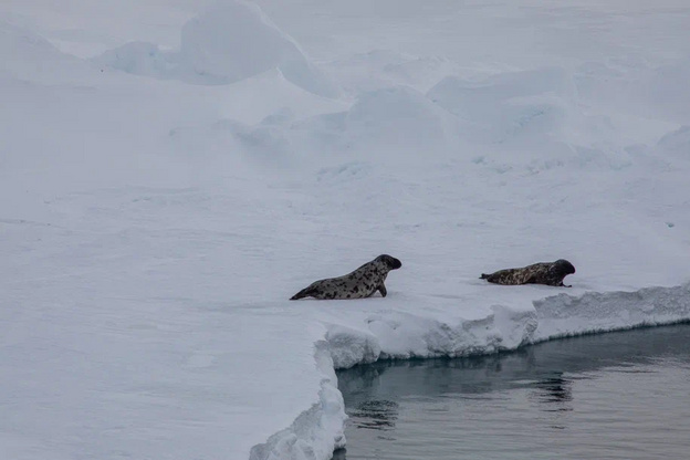 Арктические просторы, французы и белые медведи: участники проекта «Ледокол знаний» поделились впечатлениями о путешествии на Северный полюс