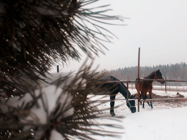 Кировчане спасли лошадей, погасив долги за электричество