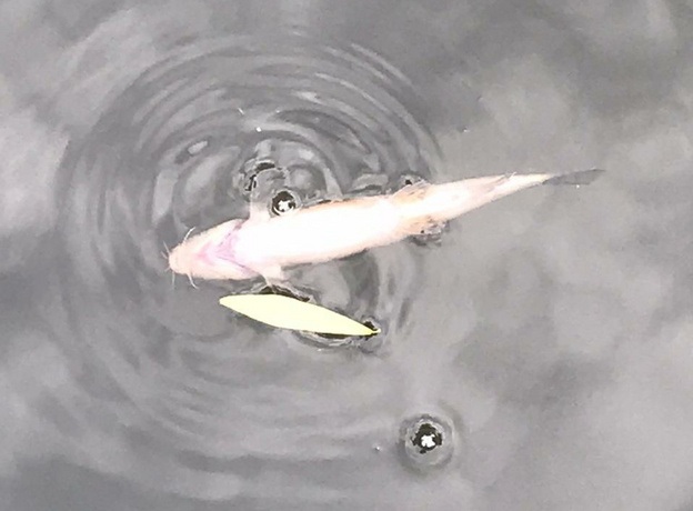 «Вода стала мутной, очень много мёртвых мальков»: садоводы пожаловались на мор рыбы в Чахловице
