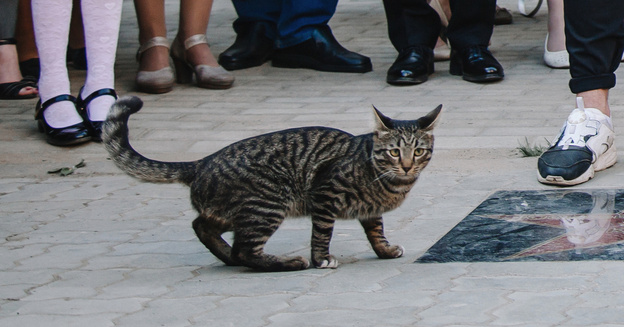 На Pikabu посмеялись над неловким котом, который случайно оказался на Последнем звонке в кировском лицее