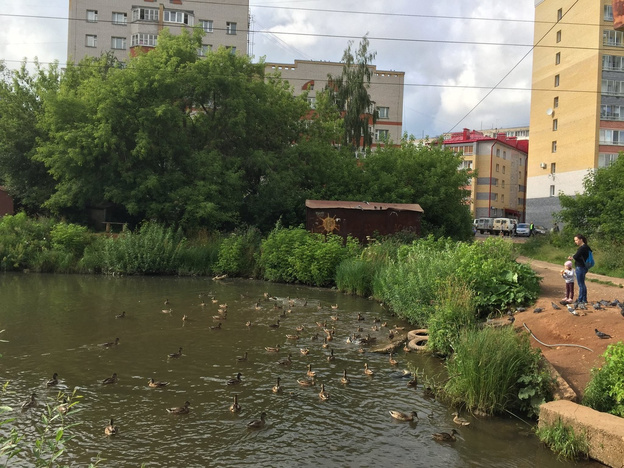 Птицы в городе и современное искусство: афиша онлайн-событий в Кирове