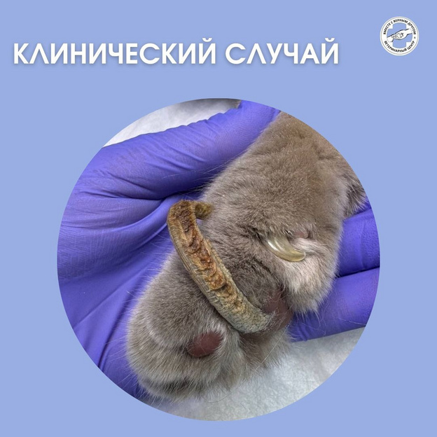 Кировские ветеринары удалили коту кожный рог на лапе