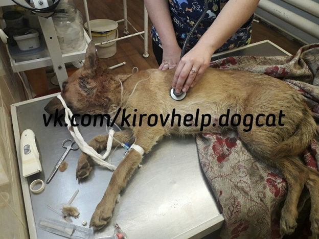 В Мурашах живодёр избил собаку и выбросил вместе со щенками в мусорный бак