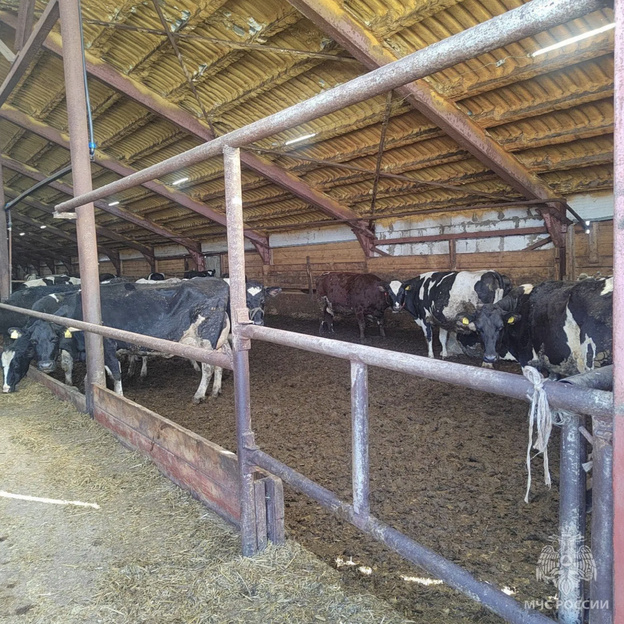 Спасатели вывели 180 коров из горящей фермы под Кировом