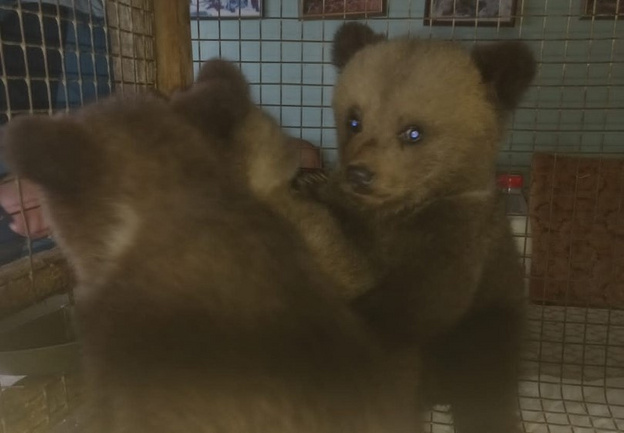 В Оричевском районе общественники спасли трёх медвежат