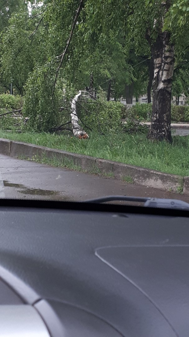 Последствия сильной грозы в Кирове: поваленные деревья, оборванные провода, упавшие металлоконструкции