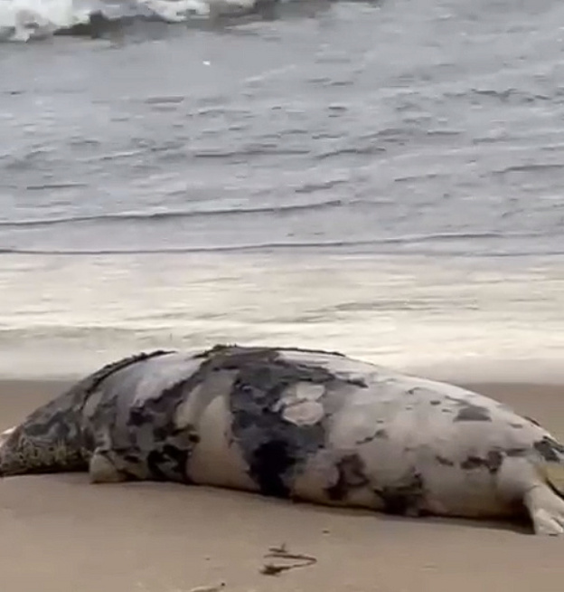 Порядка 700 туш мёртвых тюленей обнаружили в Дагестане на побережье Каспийского моря