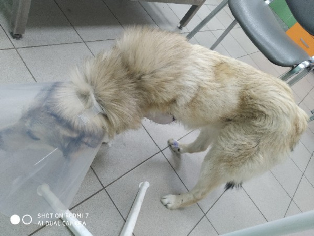 В Мурашах бездомный пёс угодил лапой в капкан