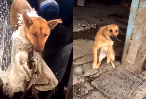 Зоозащитники: В Кирово-Чепецке работники местного предприятия держали на привязи собак для «мяса»
