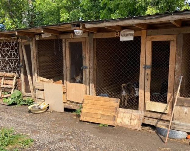 В кировском приюте для животных «Дари Добро» выявили нарушения