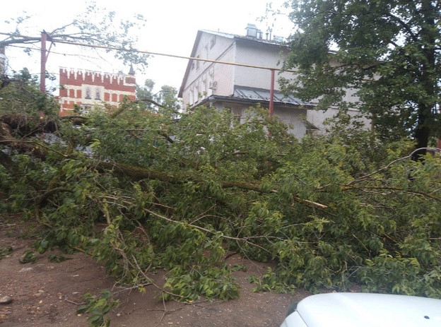 В Кирове около жилого дома упало дерево