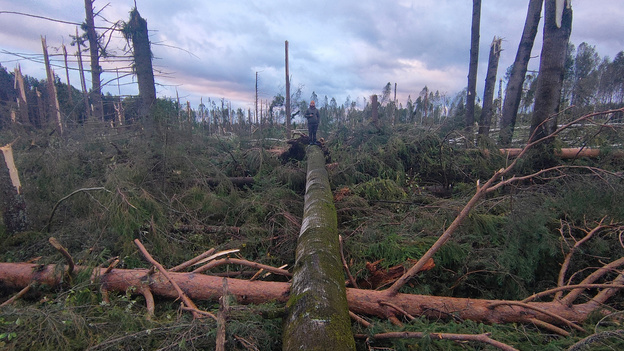 В Шабалинском районе смерч повалил десятки деревьев