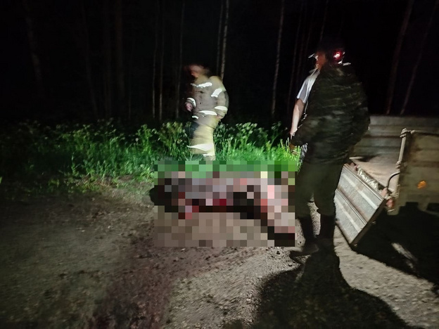 В Кировской области водитель иномарки насмерть сбил лося