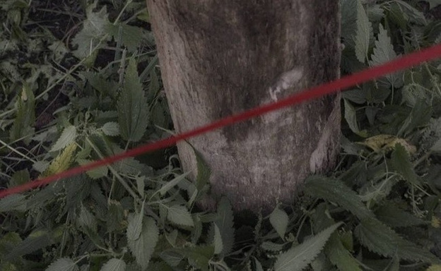 «На всю набережную хватит». Неизвестный художник посадил на нижней набережной мёртвые деревья и назвал их именами кировских депутатов