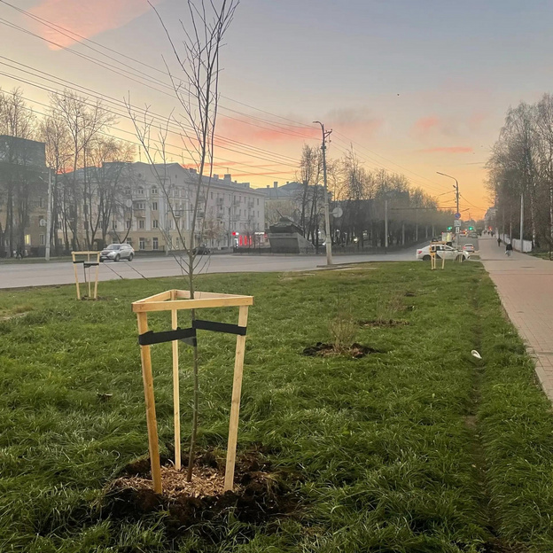 В Кирове высаживают деревья и кустарники в парках и на улицах