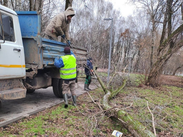 В парке имени Кирова вырубают аварийные деревья