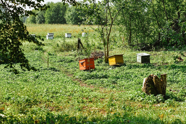 Разнотравье по-вятски: составы цветочного мёда по районам Кировской области