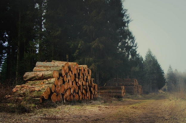 В Кировской области в 2020 году незаконно вырубили более 15 тысяч кубометров леса