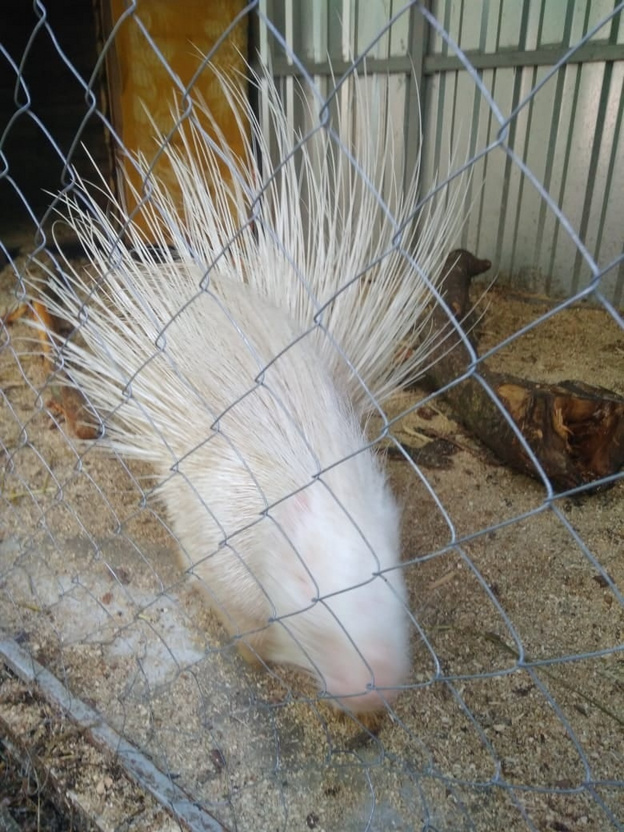 В зоопарк Кирово-Чепецка привезли дикобраза-альбиноса