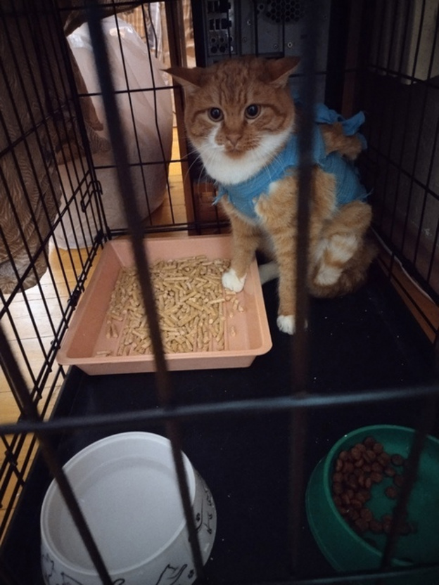 Коты из Слободского района ищут дом