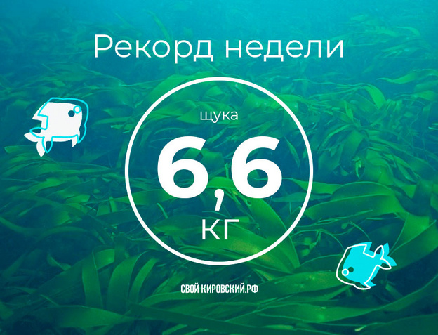 Щука по расписанию и полный набор хищника. Еженедельный отчёт с кировских водоёмов