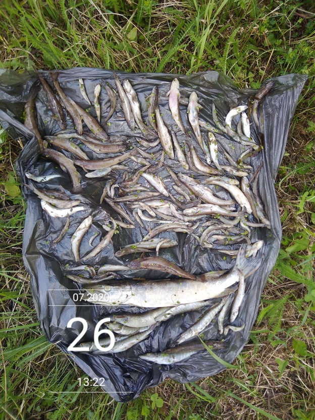 Ферму в Кировской области заподозрили в массовой гибели рыбы