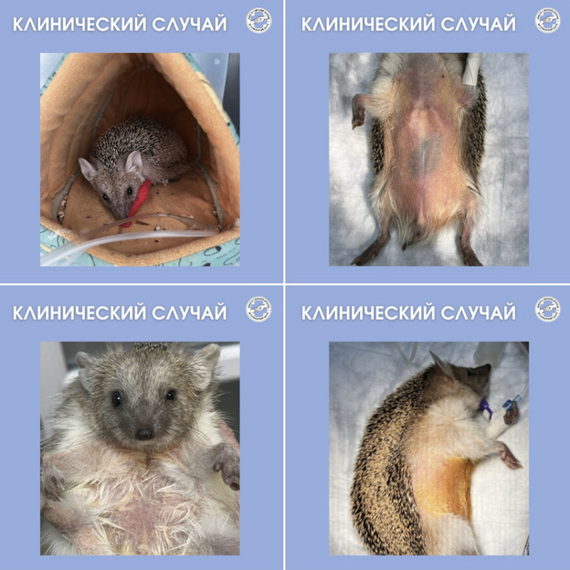 Кировские ветеринары спасли ушастую ёжиху Афину