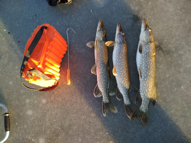 Открытие сезона зимней рыбалки и небольшой улов. Еженедельный отчёт с кировских водоёмов