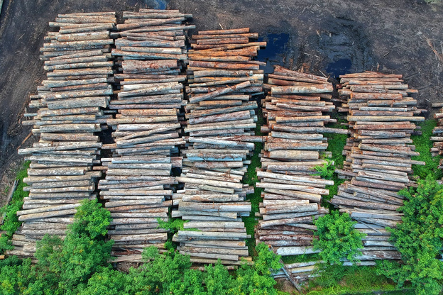 Что делать, если вы стали свидетелем незаконной вырубки леса
