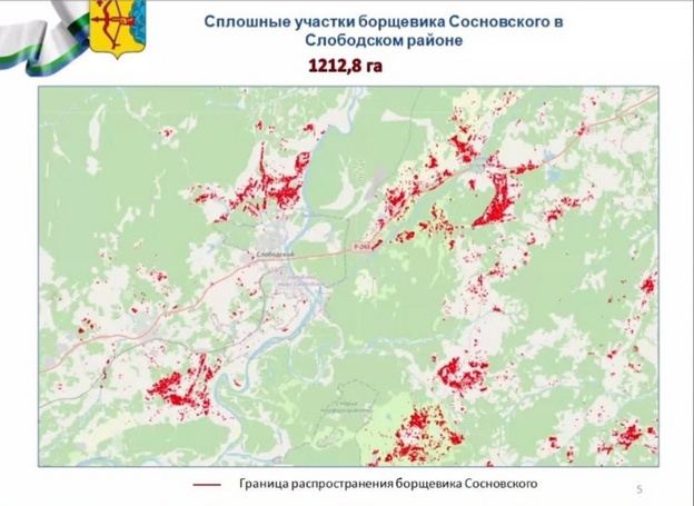 Появилась карта распространения борщевика по Кировской области