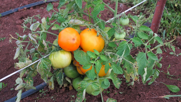 Как вырастить помидоры без теплицы и разбить красивую клумбу: советы для начинающих дачников и цветоводов